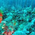 Underwater discovery rivals Great Barrier Reef
