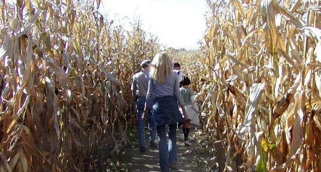 F_CornMaze